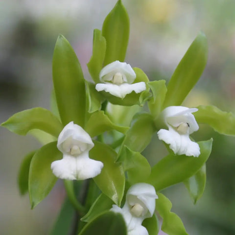 C. tigrina alba (`Emerald’ HCC/AOS x `Too Good’ AM/AOS)