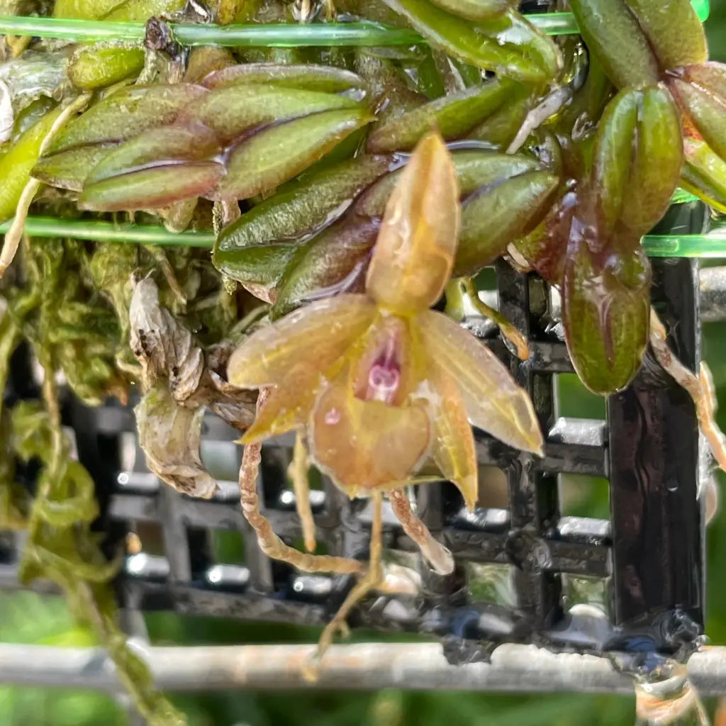 Cattleya Orchid