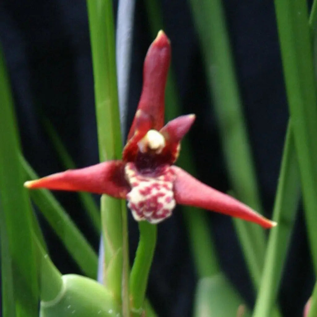 max-tenuifolia-maxillaria-species-2-5 -pot-miscellaneous-616.webp?v=1682105566