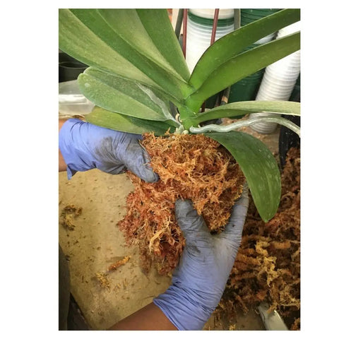 Sphagnum Moss - 400 litre bale - Orchidaceous Supplies