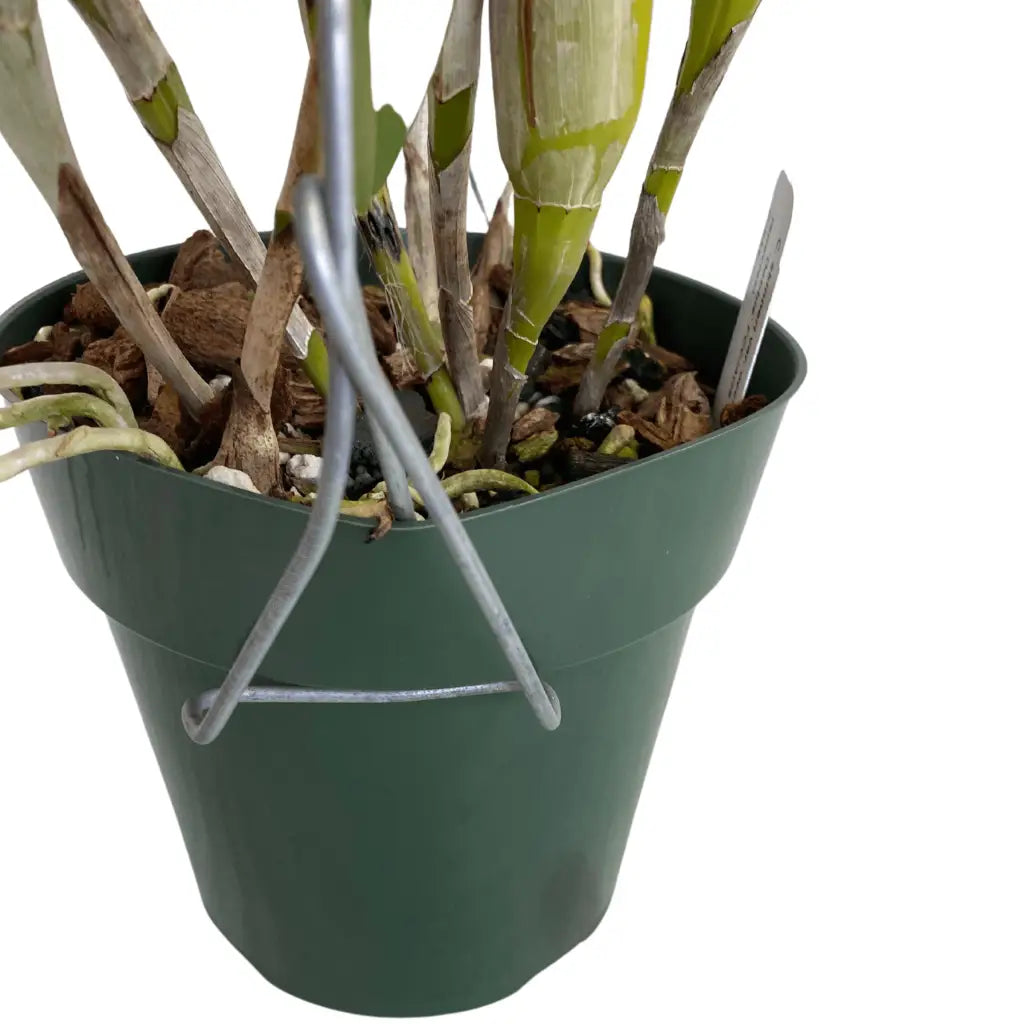 https://www.waldor.com/cdn/shop/products/orchid-nerd-galvanized-double-clay-pot-metal-hangers-18-inch-supports-509.webp?v=1682104805