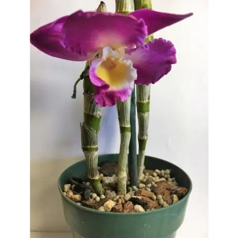 Engrais orchidées VILLAVERDE - 500ml
