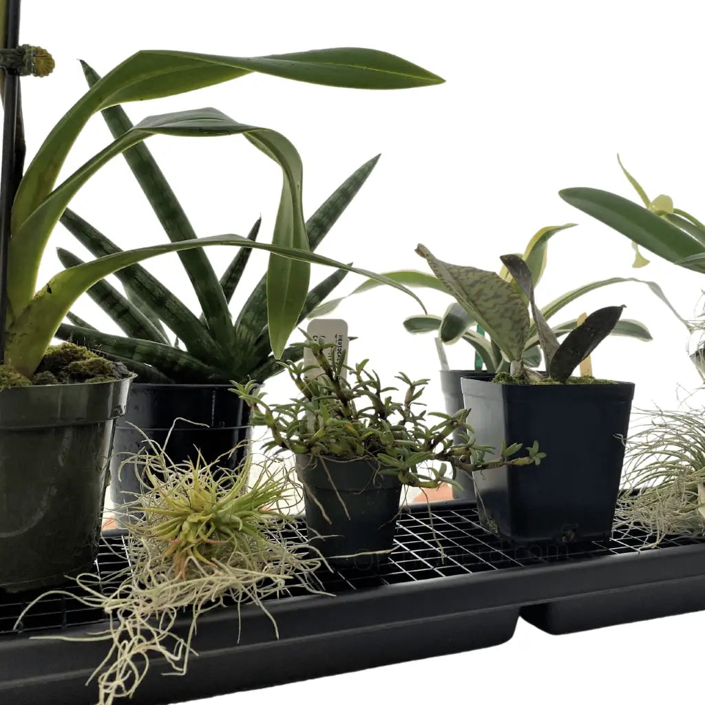 Humidi-Grow ™ Indoor Plant Stand Humidity Growing Tray